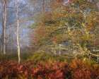 USA-West Virginia-Davis Autumn colors in forest Art Print